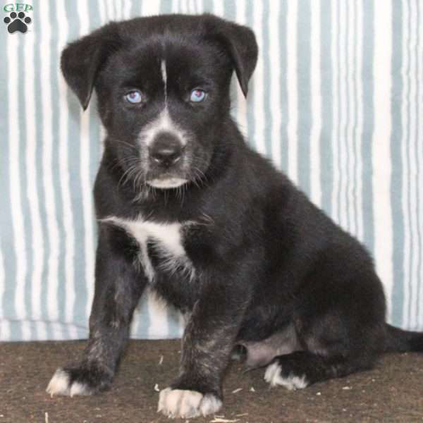 King, Cane Corso Mix Puppy