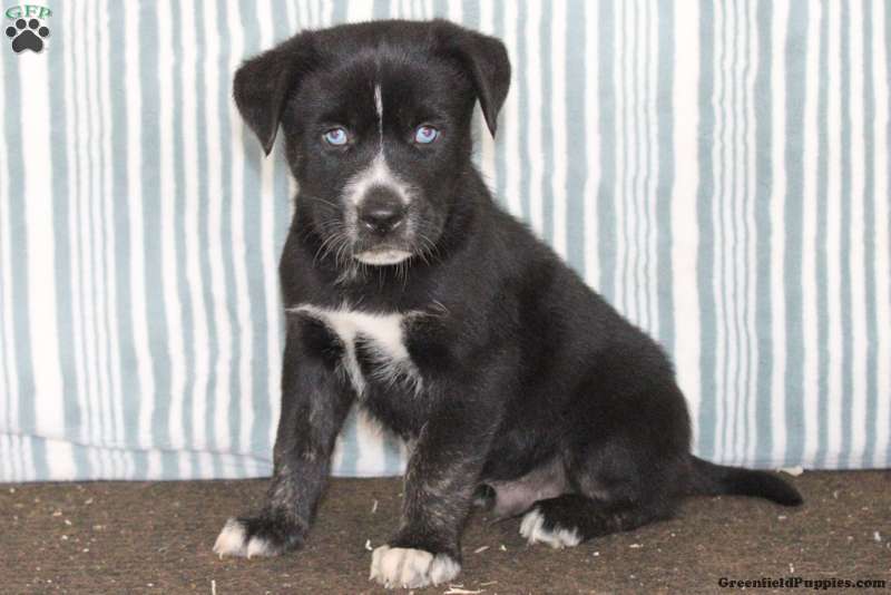 King - Cane Corso Mix Puppy For Sale in Pennsylvania