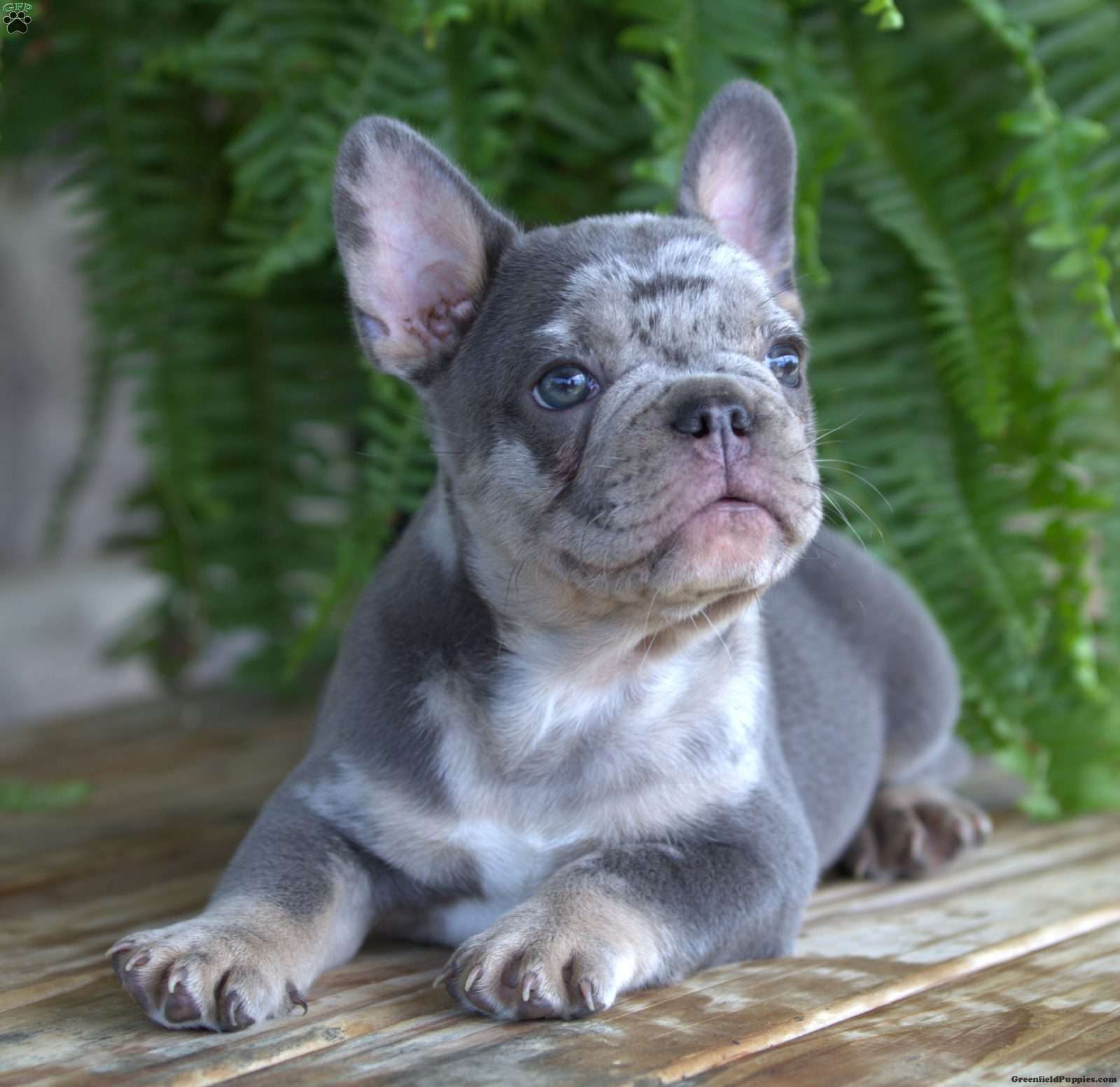 Kingston - French Bulldog Puppy For Sale in Pennsylvania