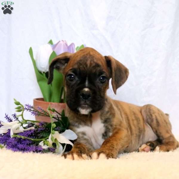 Kip, Boxer Puppy