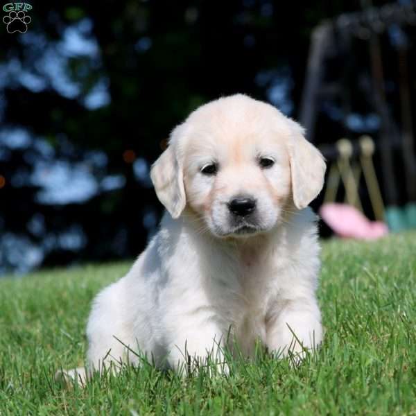 Kip, English Cream Golden Retriever Puppy