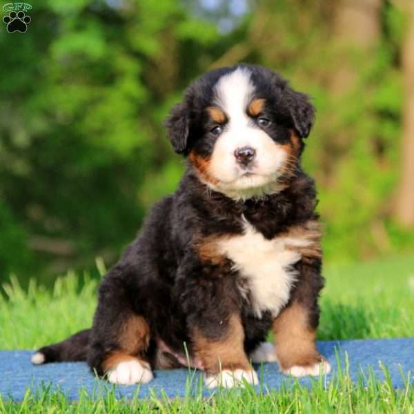 Kip, Bernese Mountain Dog Puppy