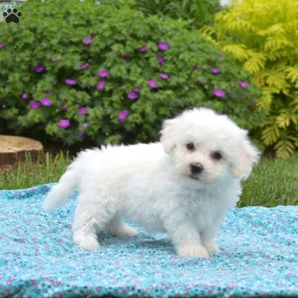 Kiwi, Bichon Frise Puppy