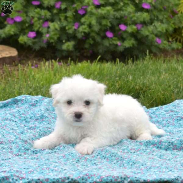 Koda, Bichon Frise Puppy