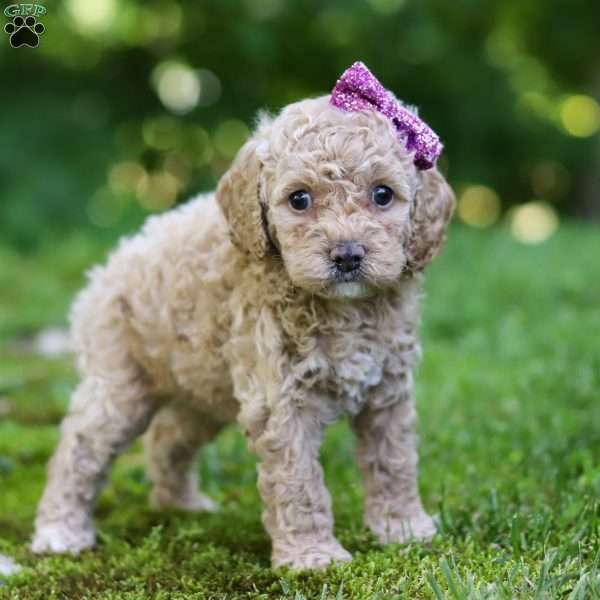 Koko, Cockapoo Puppy