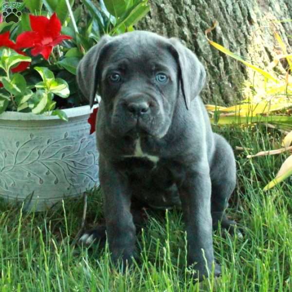 Koko, Cane Corso Puppy