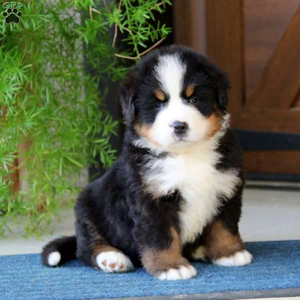 Kolton, Bernese Mountain Dog Puppy