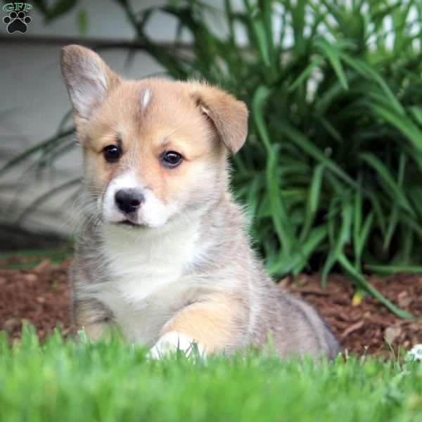 Korey, Pembroke Welsh Corgi Puppy