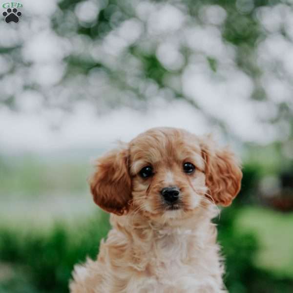 Kyanna, Cavapoo Puppy