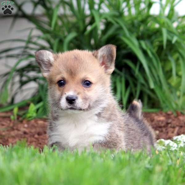 Kyle, Pembroke Welsh Corgi Puppy