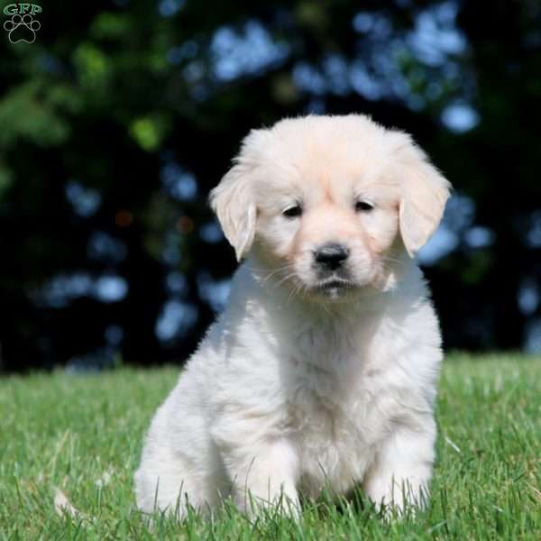 Kyle, English Cream Golden Retriever Puppy