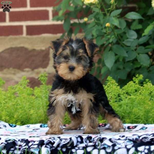 Kylie, Yorkie Puppy