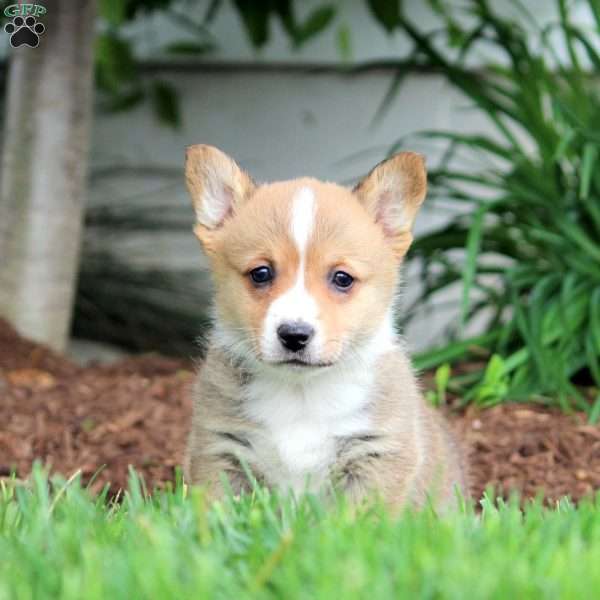 Kylie, Pembroke Welsh Corgi Puppy