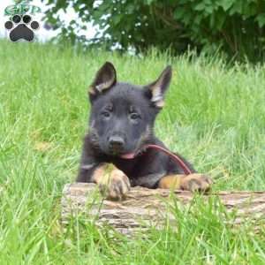 Lady, German Shepherd Puppy