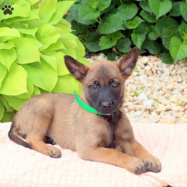 Landon, Belgian Malinois Mix Puppy