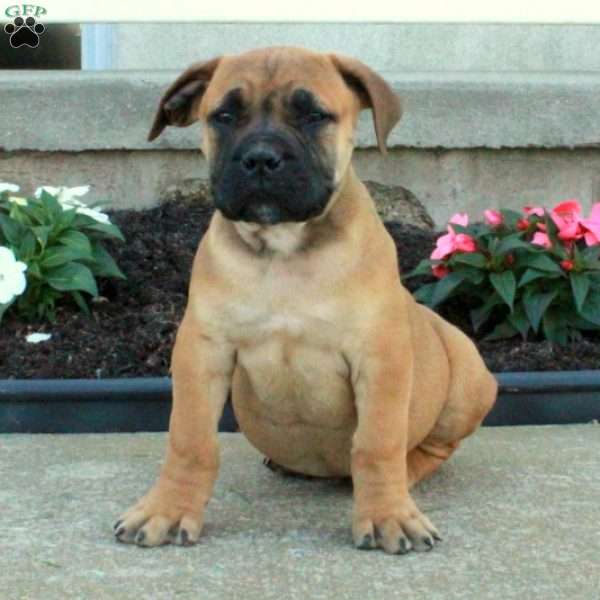 Lark, African Boerboel Puppy