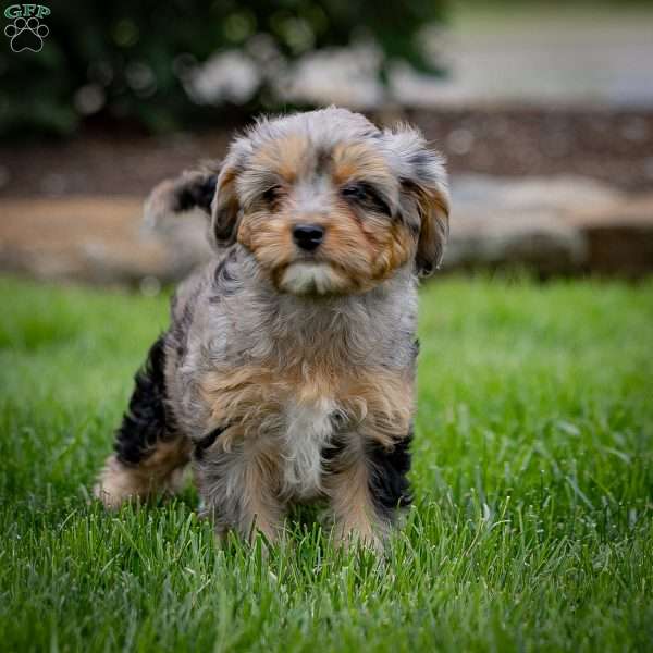 Lassie, Cavapoo Puppy