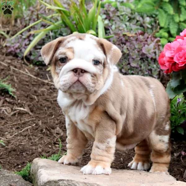 Latte, English Bulldog Puppy