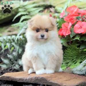Pomeranian Puppies For Sale - Greenfield Puppies