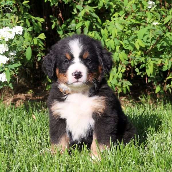 Laurence, Bernese Mountain Dog Puppy