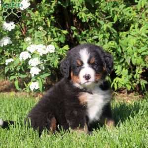 Laurence, Bernese Mountain Dog Puppy