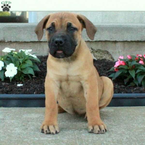 Lavender, African Boerboel Puppy