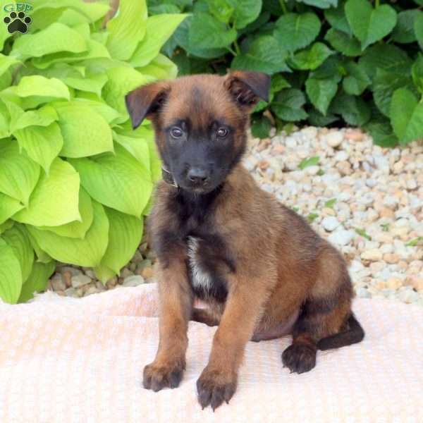 Legend, Belgian Malinois Mix Puppy