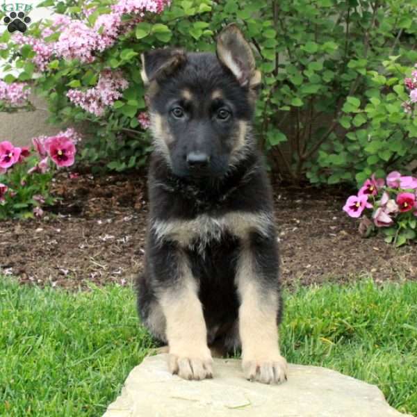 Lenny, German Shepherd Puppy