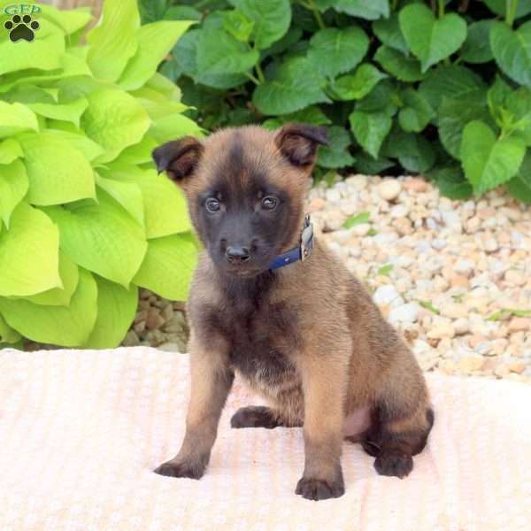 Leo, Belgian Malinois Mix Puppy