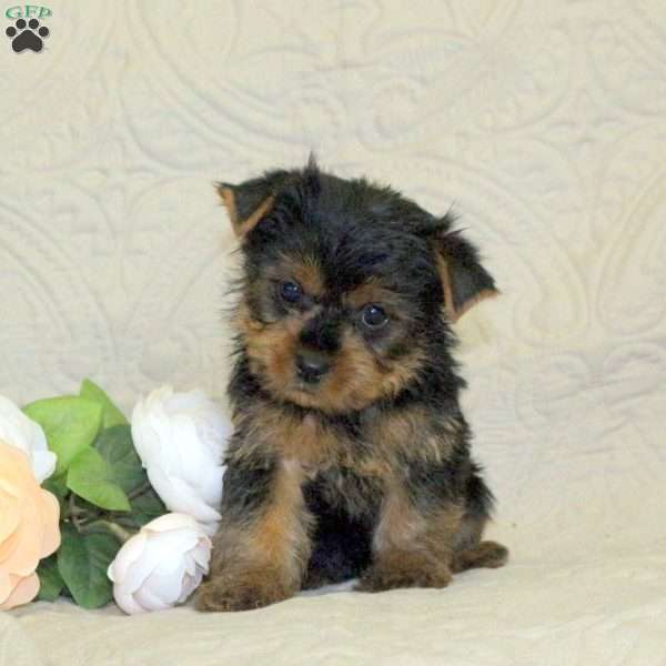 Leon, Yorkie Puppy