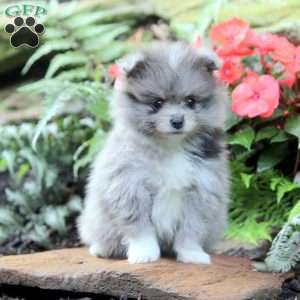 Pomeranian Puppies For Sale - Greenfield Puppies