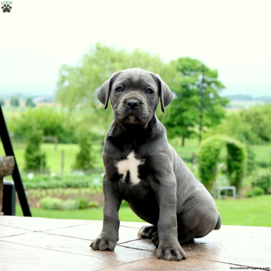 Leon Cane Corso Puppy For Sale in Pennsylvania