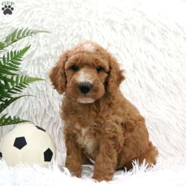 Liberty, Mini Goldendoodle Puppy