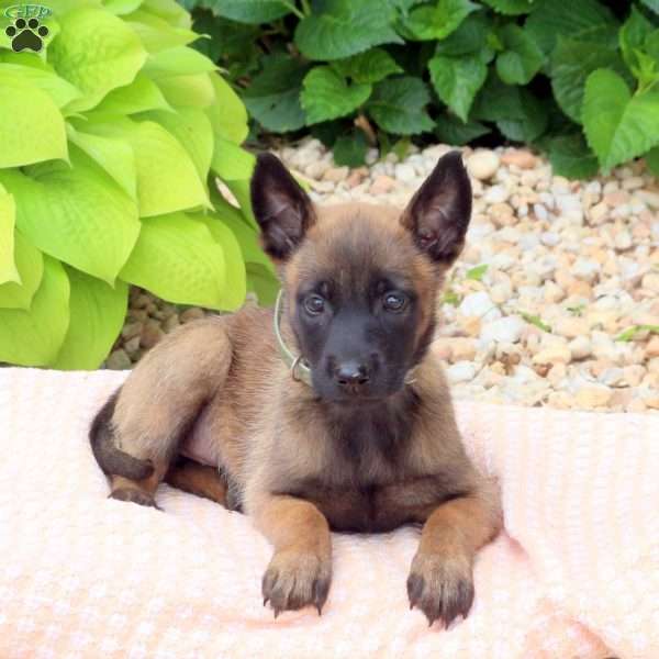 Lila, Belgian Malinois Mix Puppy