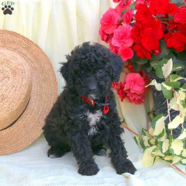 Lila, Miniature Poodle Puppy