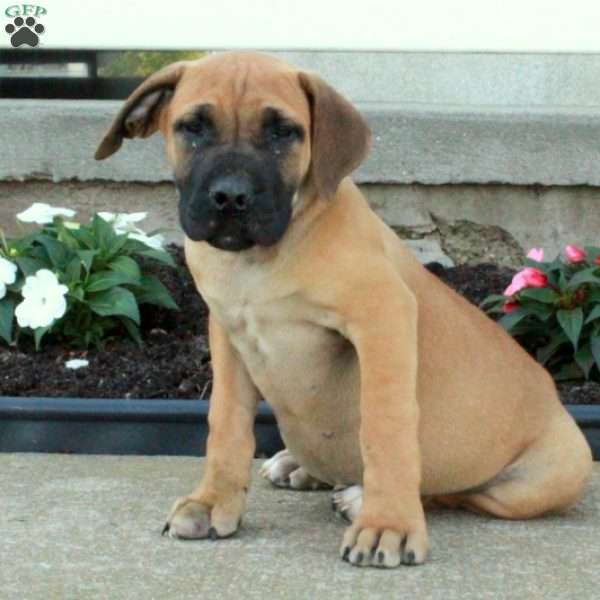 Lilac, African Boerboel Puppy