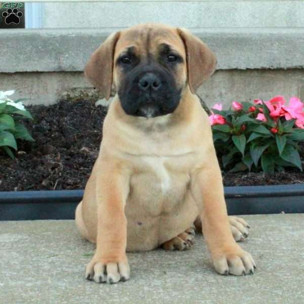 Lilly, African Boerboel Puppy