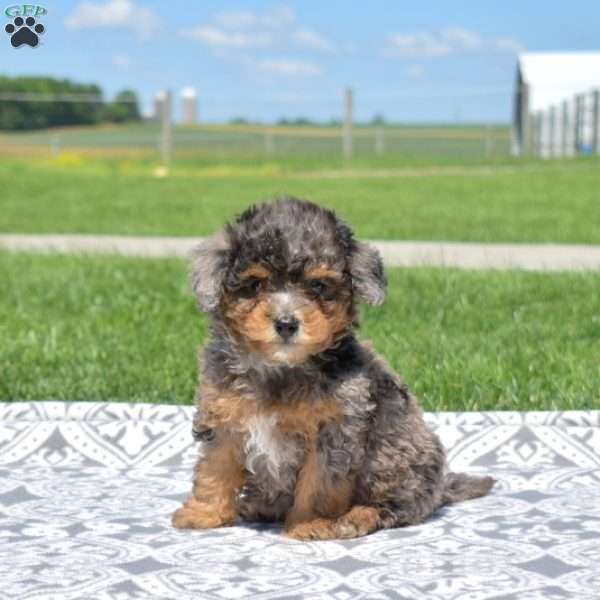 Lilo, Cavapoo Puppy