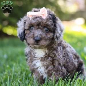 Lily, Miniature Poodle Puppy