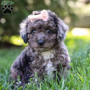Lily, Miniature Poodle Puppy