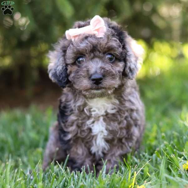 Lily, Miniature Poodle Puppy