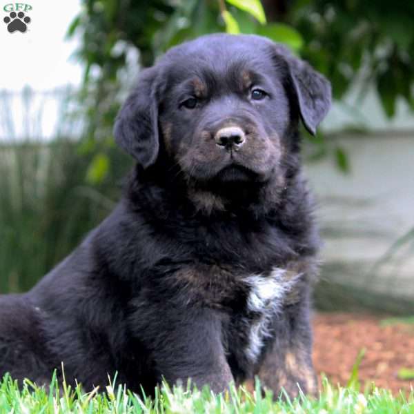 Lily, Rottweiler Mix Puppy