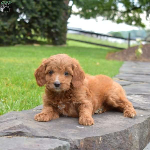 Lily, Mini Goldendoodle Puppy