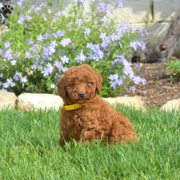 Lily, Miniature Poodle Puppy