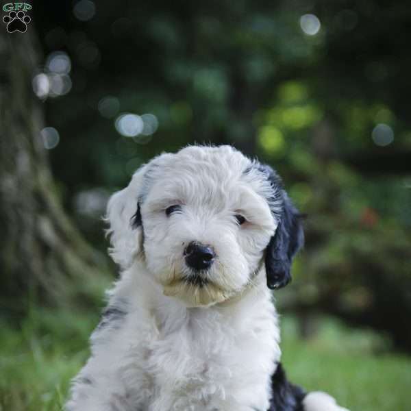 Lily f1 Petite, Sheepadoodle Puppy