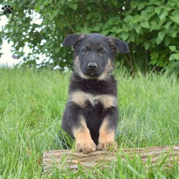 Lincoln, German Shepherd Puppy