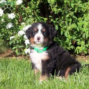 Lincoln, Bernese Mountain Dog Puppy