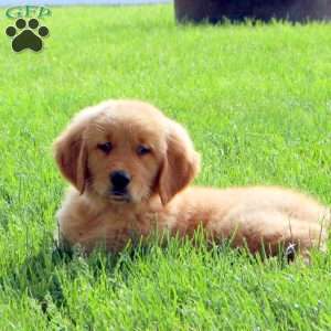 Link, Golden Retriever Puppy