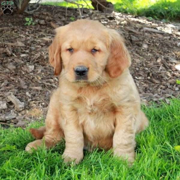 Linus, Golden Retriever Puppy