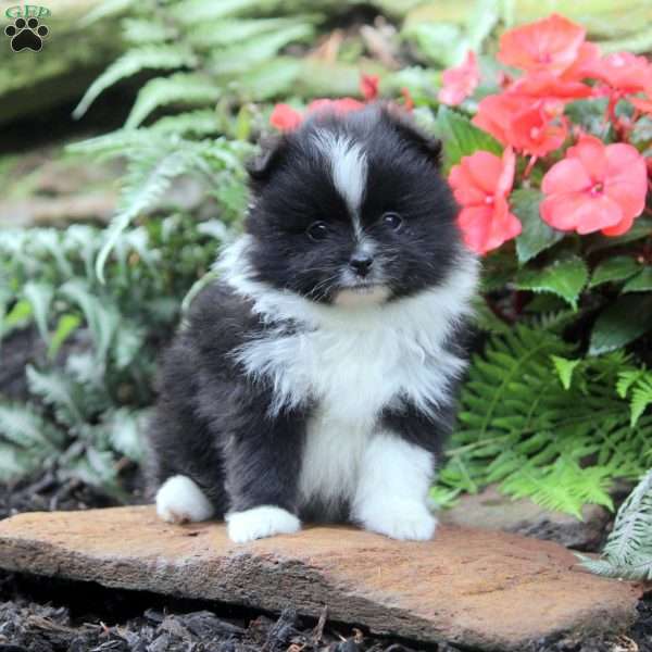 Lisa, Pomeranian Puppy